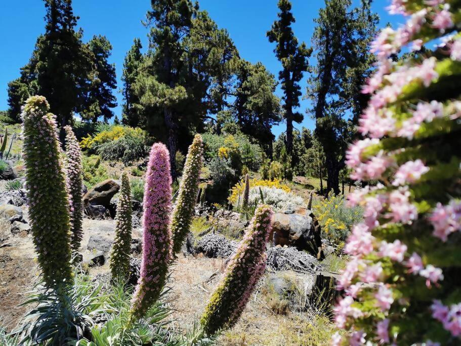La Terraza De Juana Βίλα Santa Cruz de la Palma  Εξωτερικό φωτογραφία